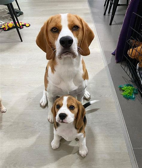 Pin By John Atwater On Bassetts And Beagles 2 In 2021 Cute Beagles