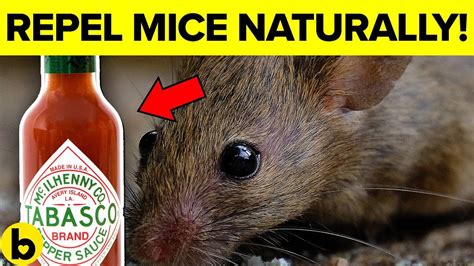 Maybe you would like to learn more about one of these? 7 Ways To Get Rid Of Mice Permanently And Naturally ...