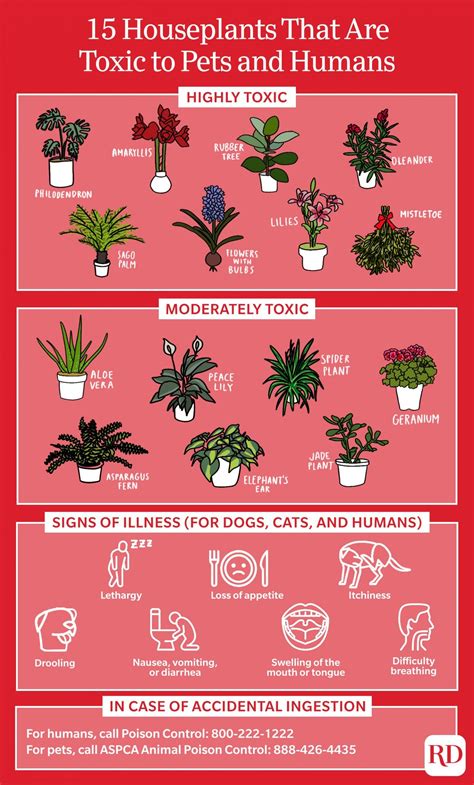 15 Toxic Plants You May Already Have At Home 2023