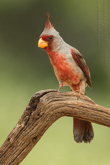 Pyrrhuloxia Male Laguna Seca Ranch Hidalgo County South Flickr