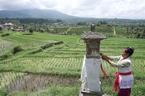 Mldspot Subak Organisasi Di Bali Yang Ditetapkan Unesco Menjadi Warisan Budaya