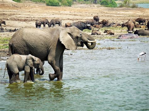 Free Images Water Wilderness Adventure Flock Wildlife Swim