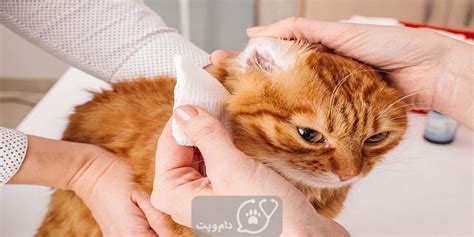 چگونه گوش گربه خانگی خود را تمیز کنید؟ دام و پت