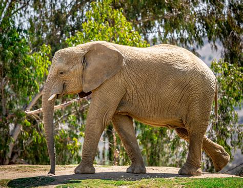 African Savanna Elephant Zoochat