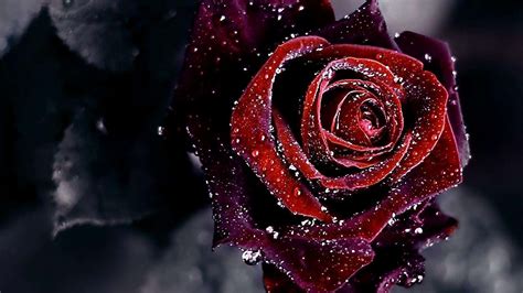 Red And Black Rose Wallpapers Wallpaper Cave