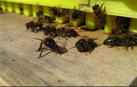 The Secret Life Of Bees Using Big Data And Citizen Science To Unravel