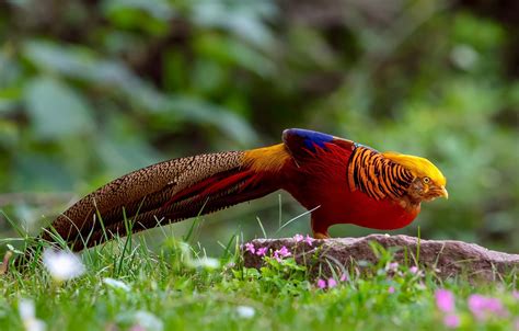 4.5 out of 5 stars. Wallpaper grass, nature, bird, tail, Golden pheasant ...