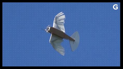Scientists Built A Robot From 40 Pigeon Feathers And It Flies