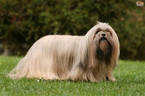 Lhasa Apso Dog Breed Facts Highlights And Buying Advice Pets4homes