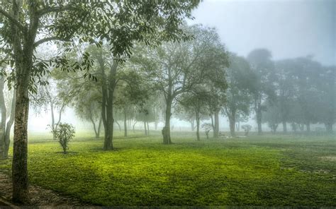 Wallpaper Sunlight Trees Landscape Forest Nature Grass Green