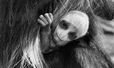 Cute Rare Baby Monkey Born In Worlds Oldest Zoo Ananova