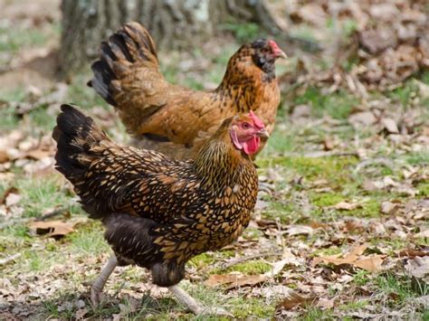 Ameraucana Chicken Chicken Breed Complete Guide 2024 Northern Nester