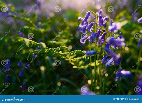 Beautiful Bluebells In Spring Forest Natural Background With Bo Stock