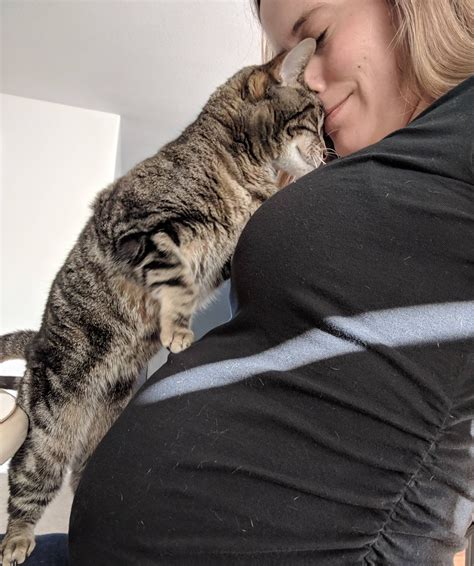 Cat Obsessed With Pregnant Belly Pregnantbelly