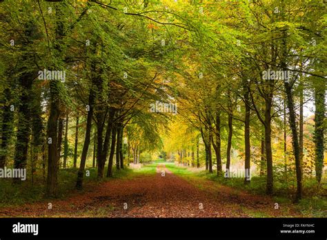 Avenue Of Autumnal Beech Trees In Woodland Stock Photo Alamy