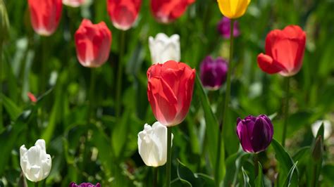 Download Wallpaper 3840x2160 Tulips Petals Blur Leaves Flowers 4k