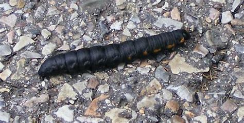 Black Hairless Caterpillar With Orange Spots On Sides Cucullia