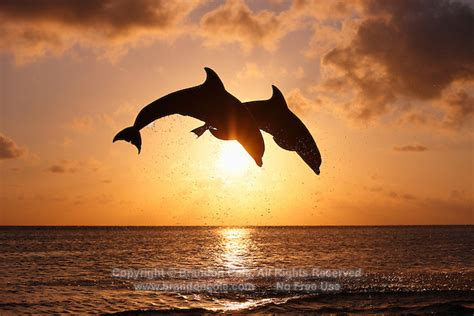Two Bottlenose Dolphins Jumping At Sunset Marine Photography By