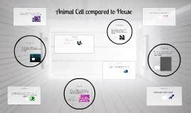 Compare to is used to liken two things or to put them in the same category. Animal Cell compared to House by on Prezi