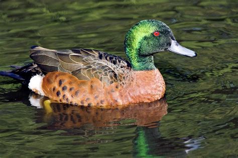 Male Chestnut Teal Photograph By Steve Allenscience Photo Library Pixels