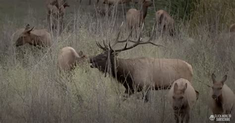 See The Best Elk Video From Bowhunters By Montana Wild Bowhuntingnet