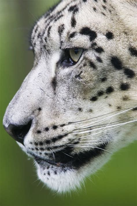 Snow Leopard Portrait Clear Eyes Sponsored Sponsored Paid