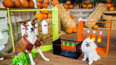 How To Make A Fascinating Spin Out Dog Treat Game The Owner Builder