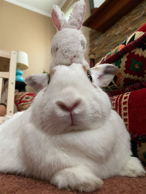 Huh How Dare You Put This Clone On My Head Rrabbits