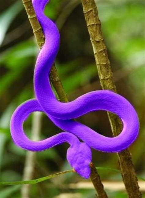 Pin By Jakky Genova On Lilav Rainforest Animals Snake Colorful Snakes