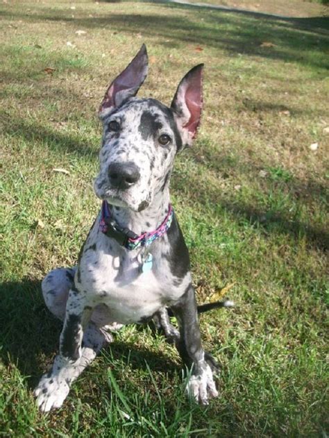 The 10 Worst Things About Having Great Danes