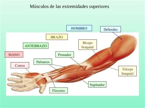 Músculos De Las Extremidades Inferiores RegiÓn PÉlvica Muslo Pierna Pie