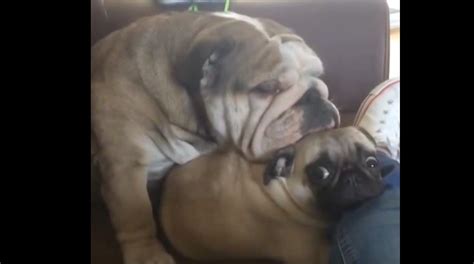 Video This Bulldog Thinks A Pug Is His Pillow Now Watch
