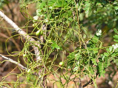 West African Plants A Photo Guide Cassytha Filiformis L