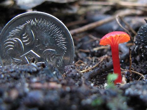 Pin On Mushroom Obsession 🍄