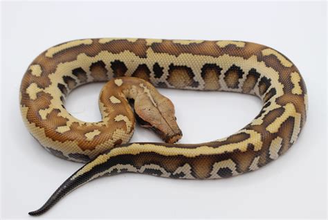 Matrix Blood Python By Juggernaut Reptiles Morphmarket