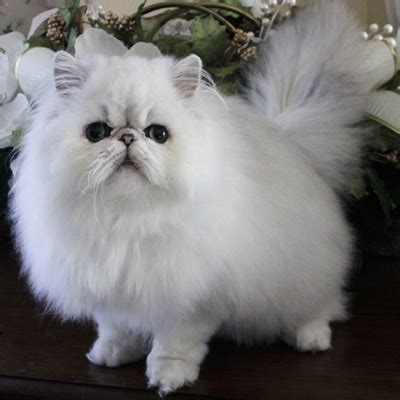 See more of persian cats on facebook. terminology - How can I describe my cat (color/breed/type ...