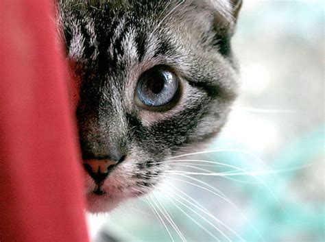 Study Reveals That Your Cat Is A Serial Killer Cats Kill Billions Of