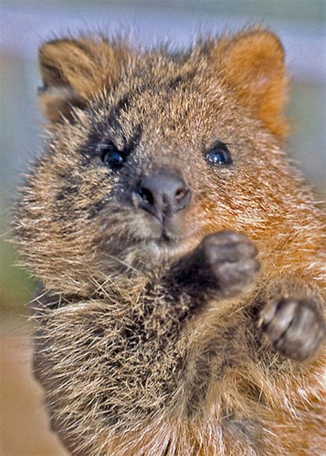 On rottnest island in western australia, though, the quokka did not give up the fight. 49 best Quokka images on Pinterest | Quokka, Happy animals ...