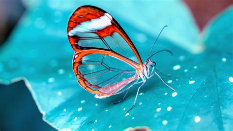 Red White Glasswing Butterfly On Green Leaf In Blur Background Hd
