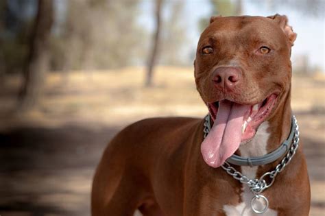 Red Nose Pitbull Facts Origin And History With Pictures Pet Keen