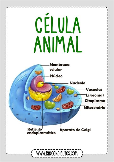 10 Dibujo Celula Animal Y Vegetal