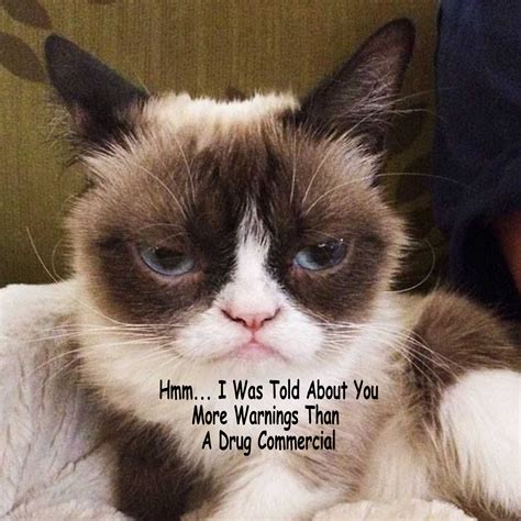 More Grumpy Cat Memes By Gary