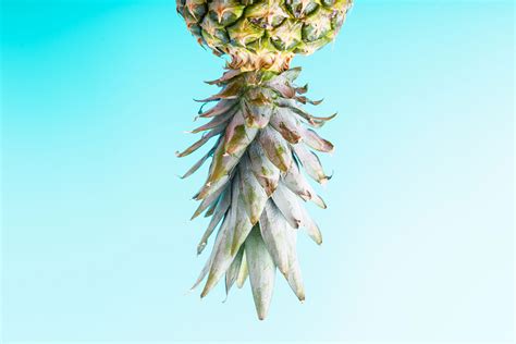 What does an upside down pineapple mean? | The Irish Sun gambar png