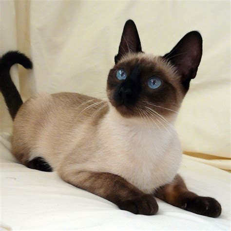 These cats are known for being affectionate, social. Abyssinian Cat Breeds | Bright blue eyes, Siamese and Blue ...