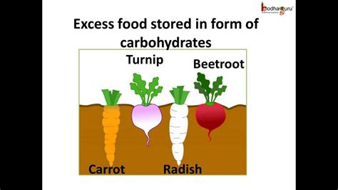 Where Is Food Stored In Roots