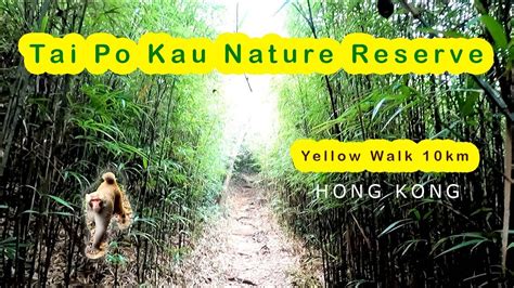 Tai Po Kau Nature Reserve Virtual Tour Yellow Walk 10km How To