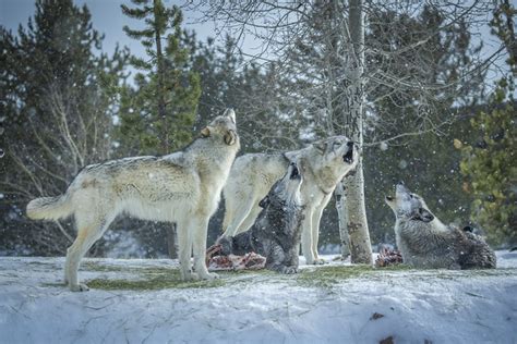 Howling Wolves West Yellowstone Wolves Montana Winter Wolfpack Sony A1
