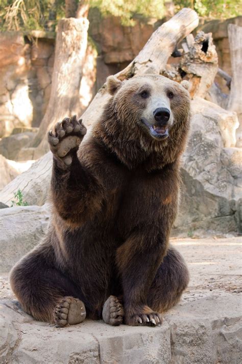 18 Adorable Photos Of Bears Being Basically Like Big Puppies — Best Life