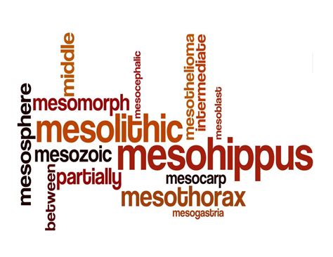 Meaning Of Biology Prefix Meso Hubpages