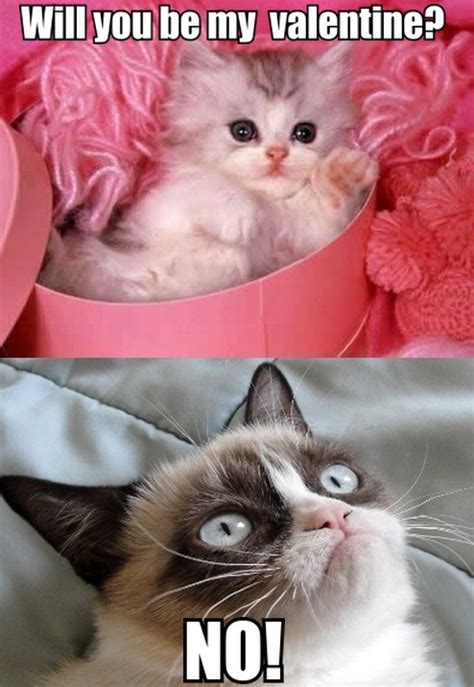 Cute Kitten To Grumpy Cat Will You Be My Valentine